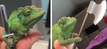 Dangerous Chameleon.jpg