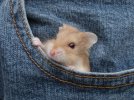 Mouse Pocket.jpg