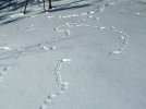 DSCF4239 SNOW TRAILS 650 MED.jpg