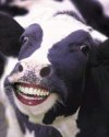 Cow smile.jpg