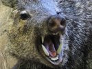 javelina-optimized.jpg