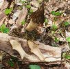 morel 006.jpg
