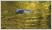 alligator2.jpg