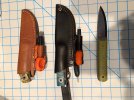 FIddlebacks with sheaths 3.jpg