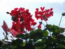 DSCF4300 GERANIUM WINDOW SNOW 650 MED.jpg