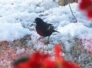 DSCF4449 REDWING BLACKBIRD 650 MED.jpg