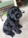 Henrypup.jpg