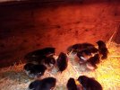 Australorp.jpg