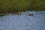 IMG_3126_.jpg