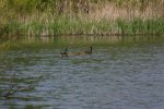 IMG_3130_.jpg