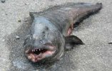 wolffish.jpg