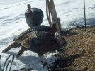 DSCF4543 WILD TURKEYS 3 BUSTED 650 MED.jpg