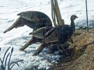 DSCF4551 WILD TURKEYS 3 650 MED.jpg
