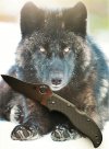 Spyderco Stretch Wolf.JPG