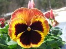 DSCF4574 PANSY FACE 650 MED.jpg