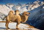 Golden Camel.jpg