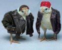 bikerchicks[1].jpg