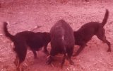 pigs ass.jpg