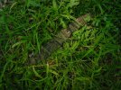 sfno jungle camo in grass.jpg