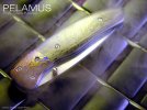 pelamus002ssc.jpg