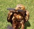 hr eagle.jpg