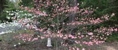 IMG_1437.jpeg