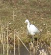 EGRET3.JPG