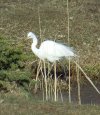 EGRET6.JPG