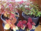 DSCF4590 COLEUS RUBY SLIPPERS AND CAMPFIRE 650 MED.jpg