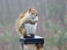 DSCF4600 SQUIRRELFOG  650 MED.jpg