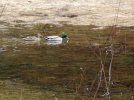 DSCF4617 DUCKS LOWER FIELD 650 MED.jpg