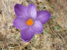 DSCF4629 CROCUS 650 MED.jpg