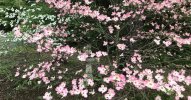 IMG_1523.jpeg