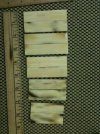 Mammoth Ivory Scales 2-2.jpg