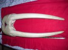 Ancient Walrus Ivory Head Trophy Mount 1.jpg