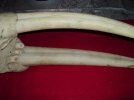 Ancient Walrus Ivory Head Trophy Mount 3.jpg