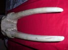 Ancient Walrus Ivory Head Trophy Mount 5.jpg