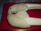 Ancient Walrus Ivory Heady Trophy Mount 2.jpg
