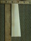 Mammoth Ivory 2.jpg