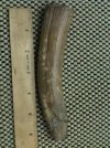 Baby Mammoth Tusk 1.jpg