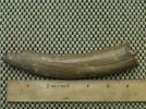 Baby Mammoth Tusk 2.jpg