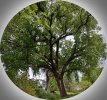 Tree_720_A_HDR.jpg