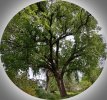 Tree_720_A_HDR.jpg Tree_720_A_HDR.jpg