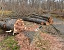 tree-cutting_RALF.jpg