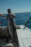 amberjack.jpg
