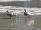IMG_8849S.JPG