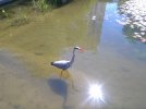 Heron.jpg