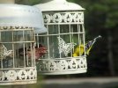 DSCF5293 PURPLE FINCH GOLD FINCH FEEDERS 650 MED.jpg