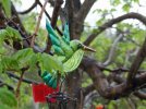 DSCF5354 HUMMINGBIRD WINDCHIME 650 MED.jpg