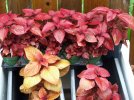 DSCF5355 COLEUS RUBY SLIPPER AND CAMPFIRE 650 MED.jpg